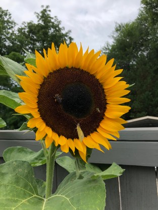 qdbqbA7dSieQmTBxEEwPzA